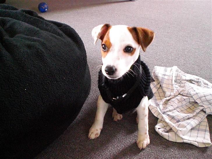 Jack russell terrier Futte - Futte med sin sweater som hun har på, når det er for koldt udenfor. billede 3