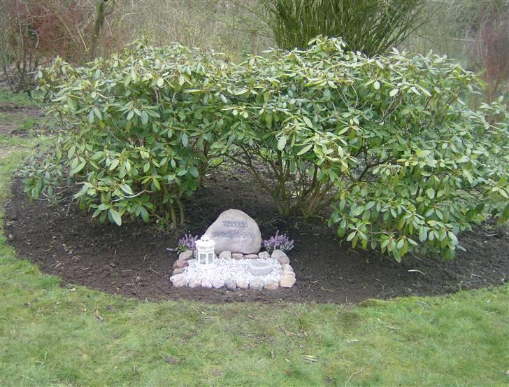 Papillon tascha *RIP* - Taschas gravsted, under vores rododendron busk i haven. der tændes lys hver aften for hende :-( billede 14