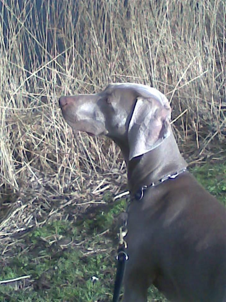 Weimaraner Nordgaardens Naia-Biancha <3 R.I.P billede 1