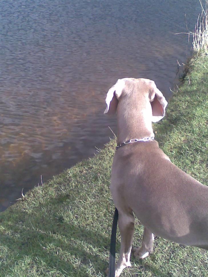 Weimaraner Nordgaardens Naia-Biancha <3 R.I.P billede 2