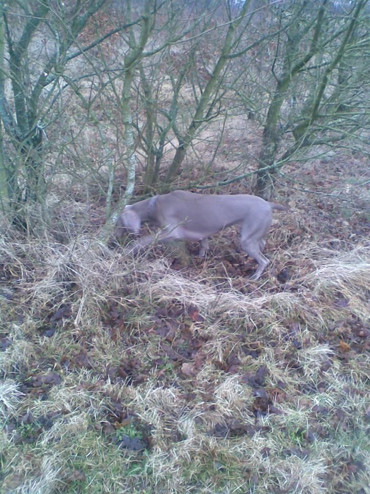 Weimaraner Nordgaardens Naia-Biancha <3 R.I.P billede 3