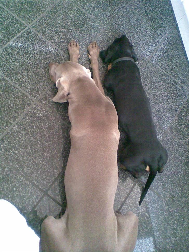 Weimaraner Nordgaardens Naia-Biancha <3 R.I.P - Biancha og futte tag en morfar.... det hårdt at lege:) billede 4