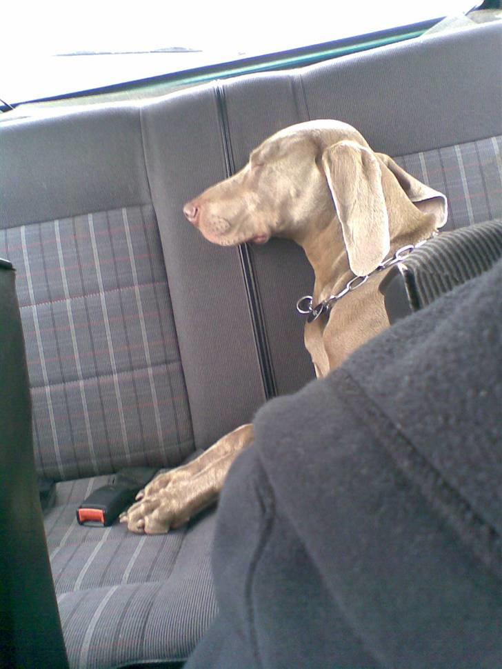 Weimaraner Nordgaardens Naia-Biancha <3 R.I.P billede 5