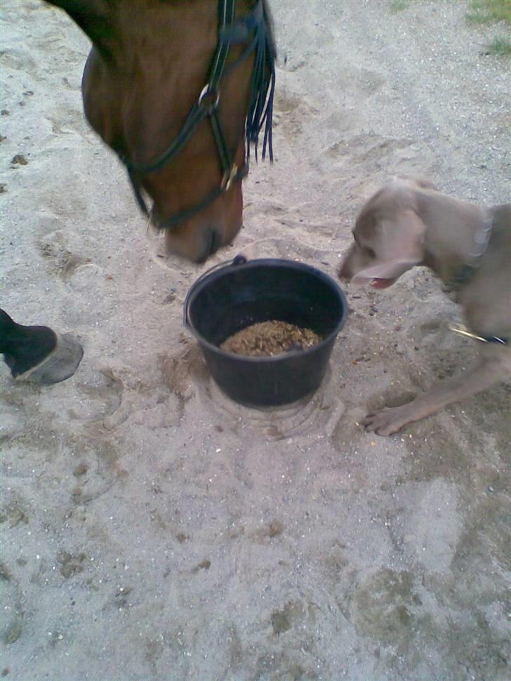 Weimaraner Nordgaardens Naia-Biancha <3 R.I.P - smager det godt det du har der?? billede 6