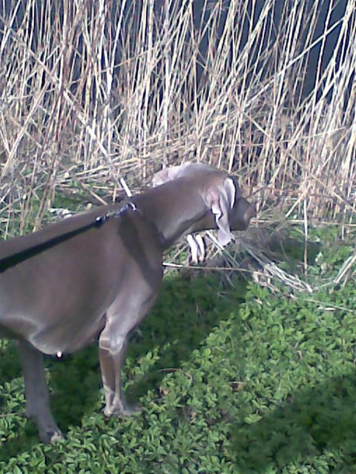 Weimaraner Nordgaardens Naia-Biancha <3 R.I.P billede 7