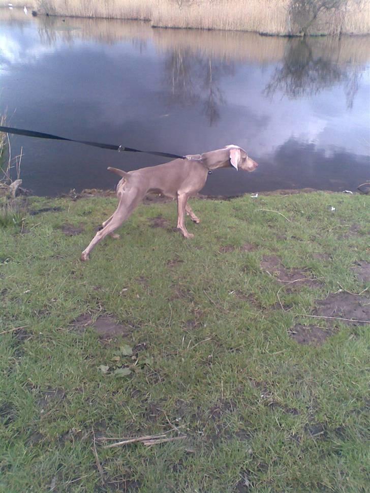 Weimaraner Nordgaardens Naia-Biancha <3 R.I.P billede 8