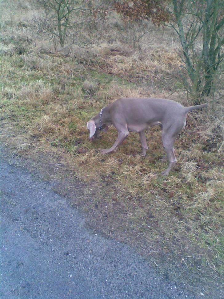 Weimaraner Nordgaardens Naia-Biancha <3 R.I.P billede 9