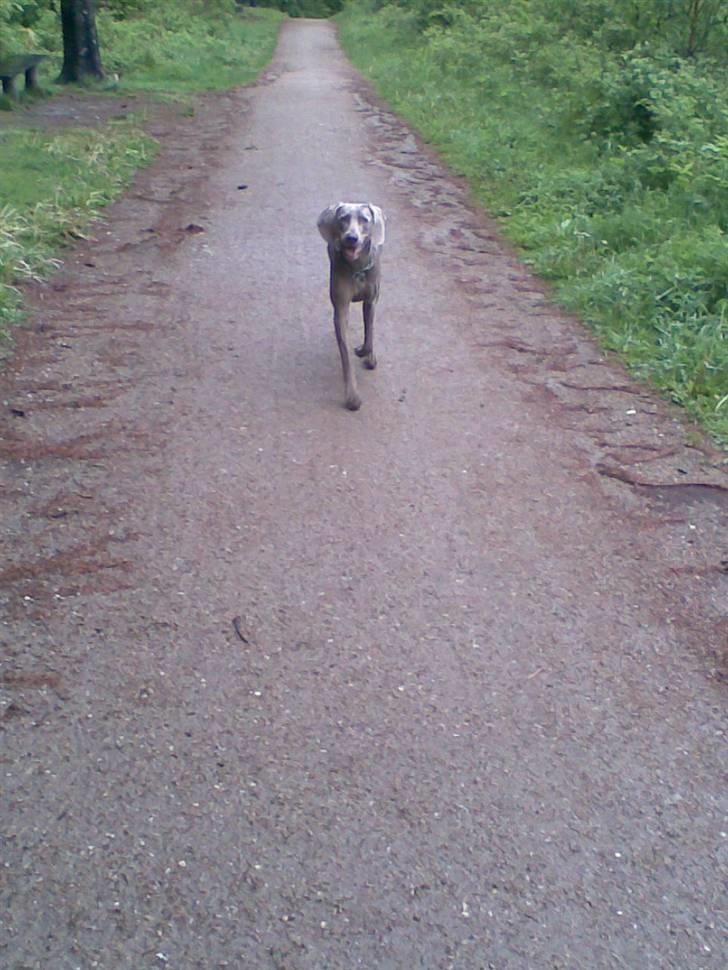 Weimaraner Nordgaardens Naia-Biancha <3 R.I.P billede 10