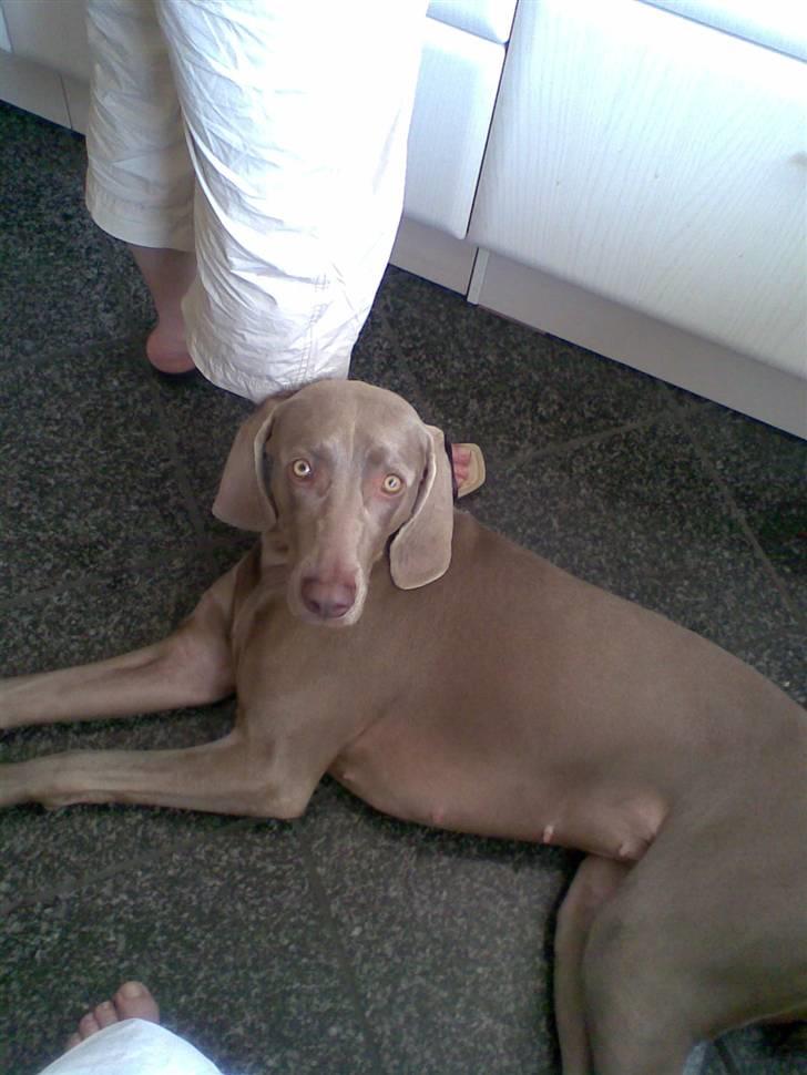 Weimaraner Nordgaardens Naia-Biancha <3 R.I.P billede 11