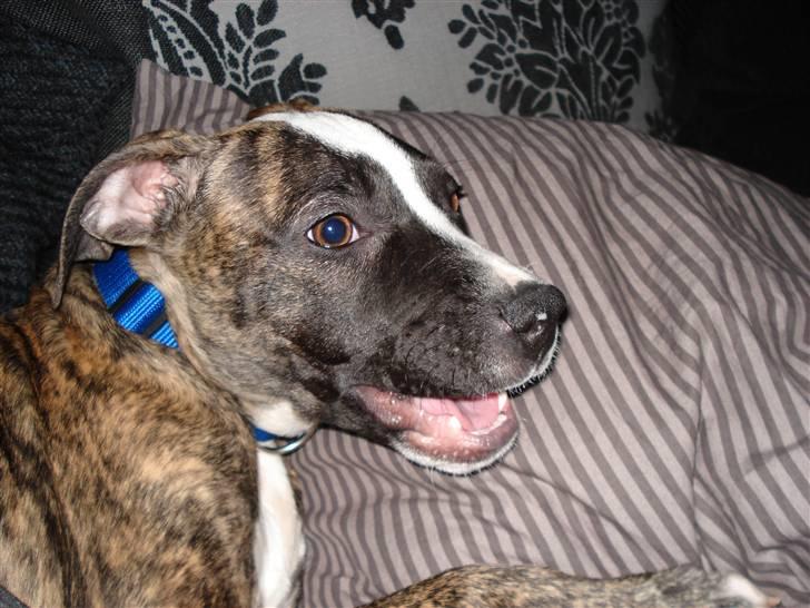 Amerikansk staffordshire terrier Luna - Hold da helt ferie en dejlig dag... billede 3