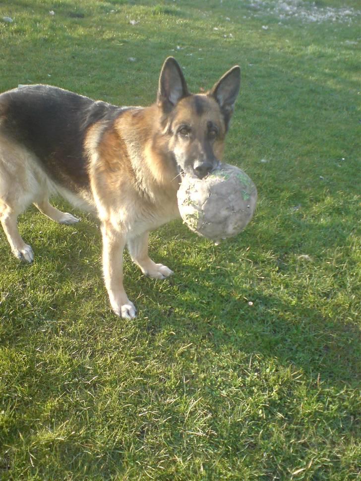 Schæferhund Astro  billede 13