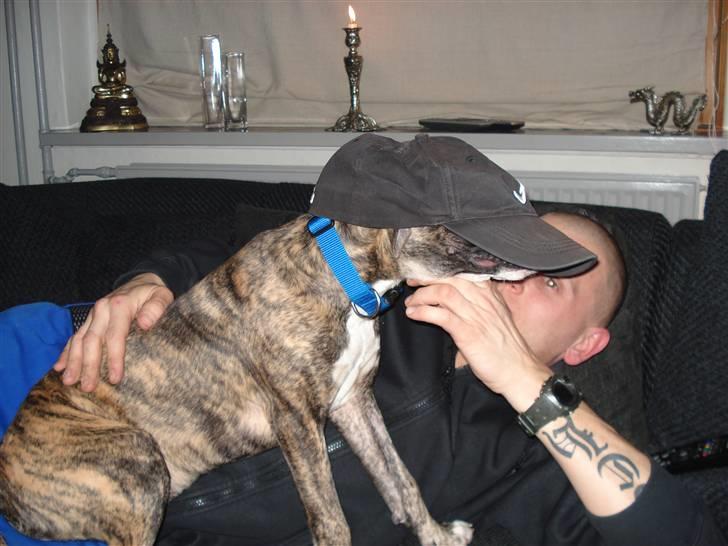 Amerikansk staffordshire terrier Luna - Jeg synes altså ikk om den kasket far! billede 4