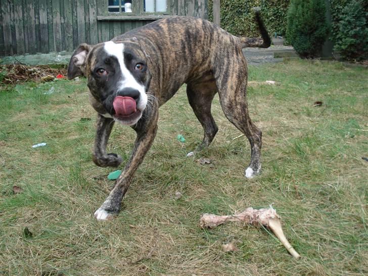 Amerikansk staffordshire terrier Luna - Tak for lammekølle billede 5