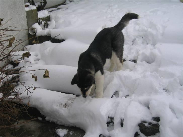 Alaskan malamute Alma noatuns Gejst Amlet  billede 9