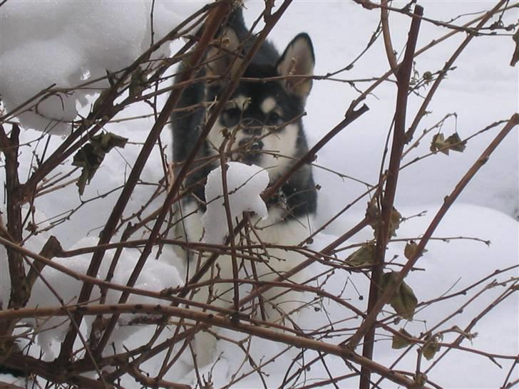 Alaskan malamute Alma noatuns Gejst Amlet  billede 10