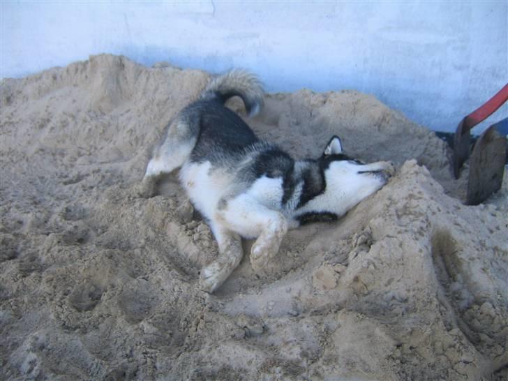 Alaskan malamute Alma noatuns Gejst Amlet  billede 11