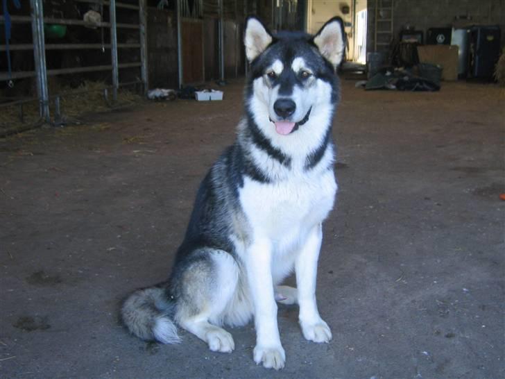 Alaskan malamute Alma noatuns Gejst Amlet  billede 12