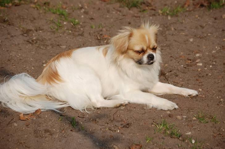 Tibetansk spaniel Sweetie (Mor til 4) - Tager lige lidt sol. billede 7