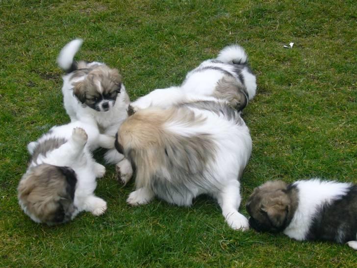 Tibetansk spaniel Sweetie (Mor til 4) - Vi leger med vores far billede 8