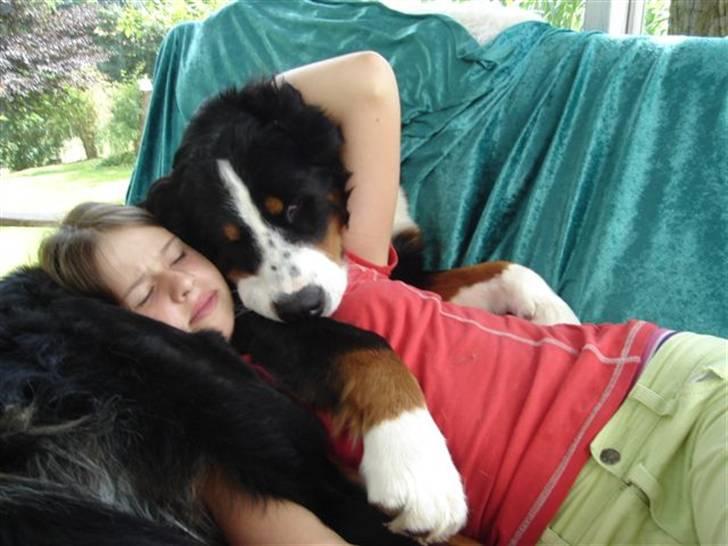 Berner sennenhund Frida R.I.P. billede 18