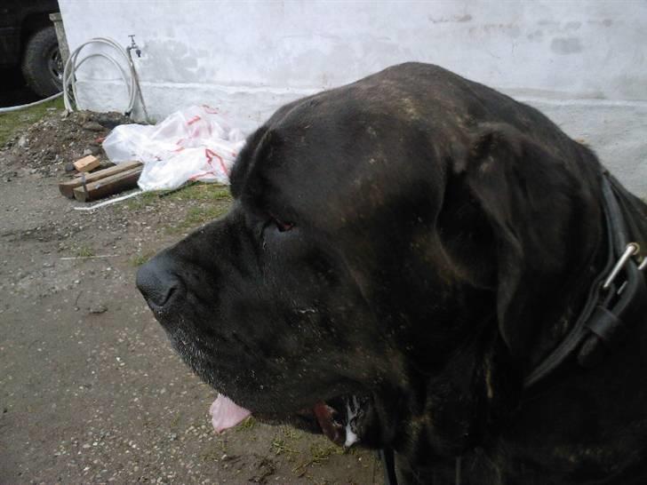 Mastino napoletano Valde billede 4