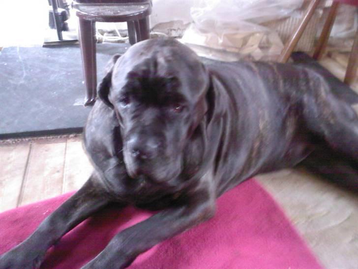 Mastino napoletano Valde billede 5