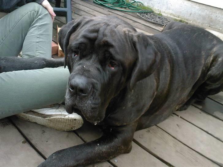 Mastino napoletano Valde billede 6