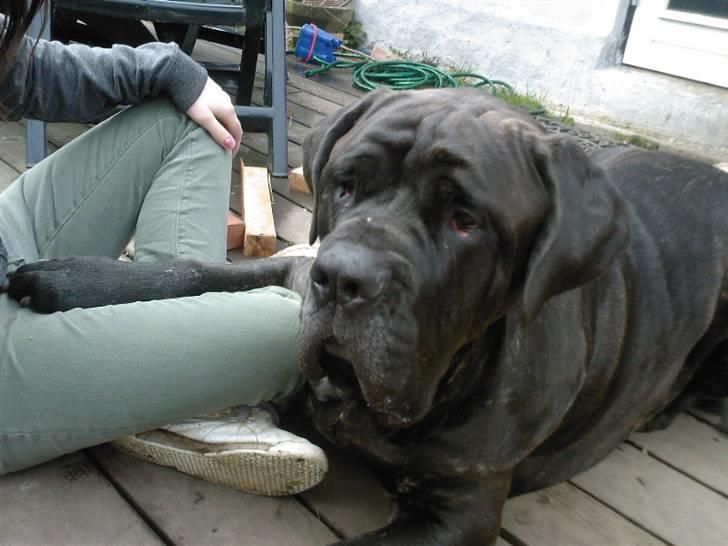 Mastino napoletano Valde billede 7