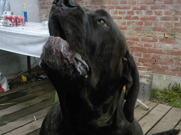 Mastino napoletano Valde - han er altså ikke aggressiv på dette billed, min søster havde bare en kage i hånden ;) billede 8