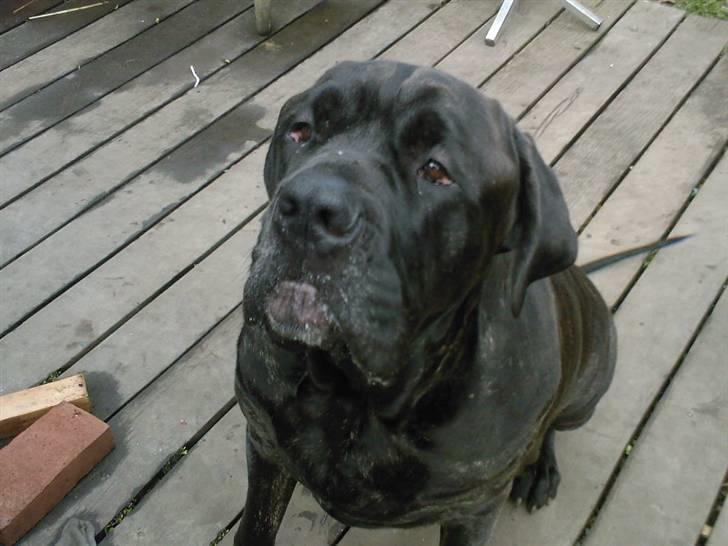 Mastino napoletano Valde billede 9