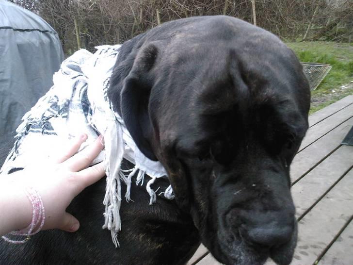 Mastino napoletano Valde billede 10