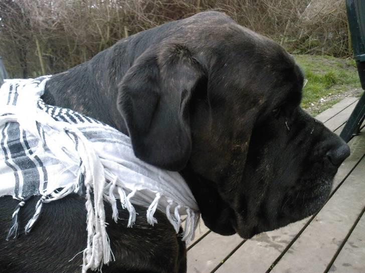 Mastino napoletano Valde billede 11