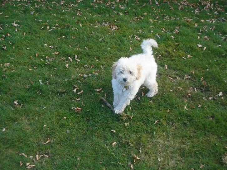 Toypuddel Tessa  billede 7