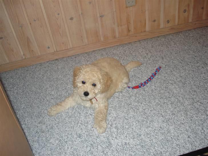 Toypuddel Tessa  billede 8