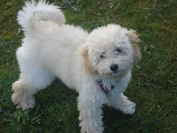 Toypuddel Tessa  - er jeg ikke dejlig  billede 9