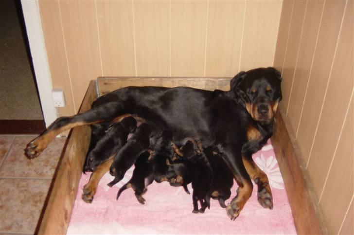 Rottweiler Plet - der er jeg meget lille  billede 6
