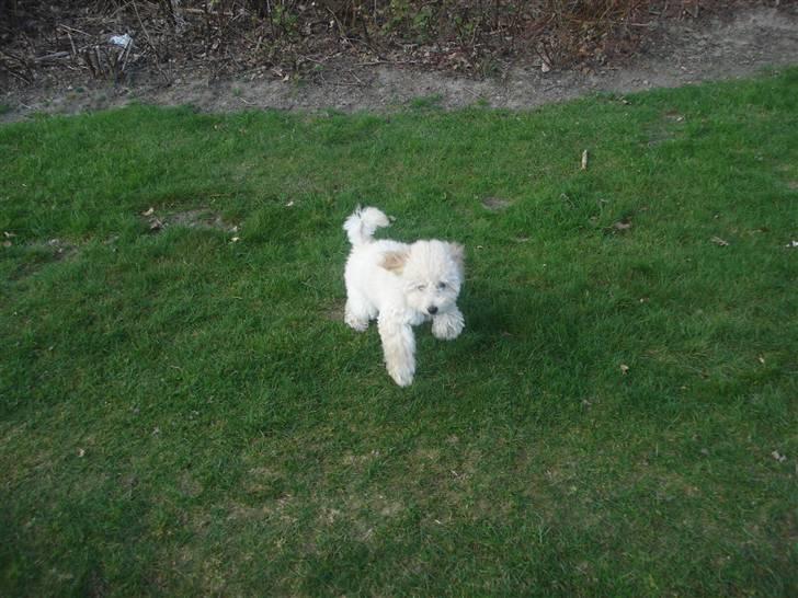 Toypuddel Tessa  billede 10