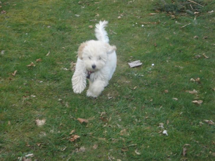 Toypuddel Tessa  - hvor er det sjovt at løbe rundt billede 11