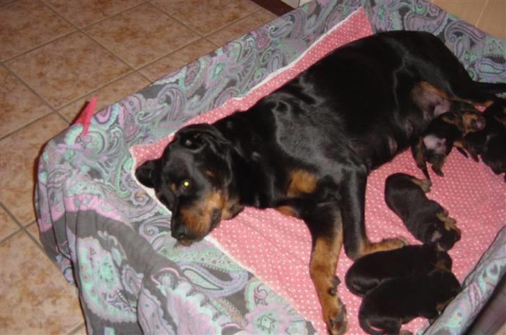 Rottweiler Plet billede 7