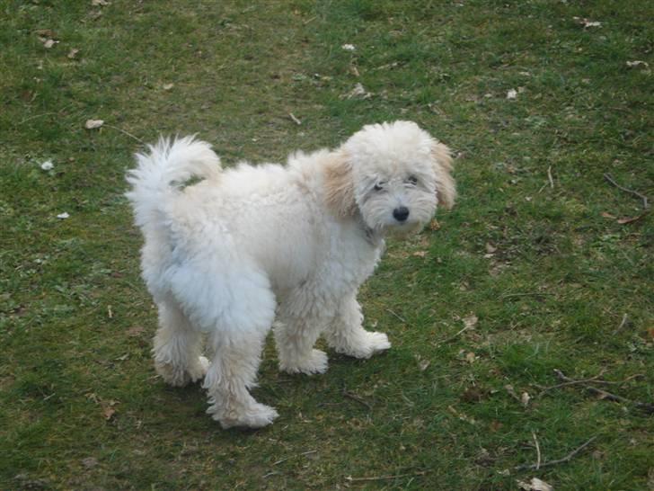 Toypuddel Tessa  billede 12