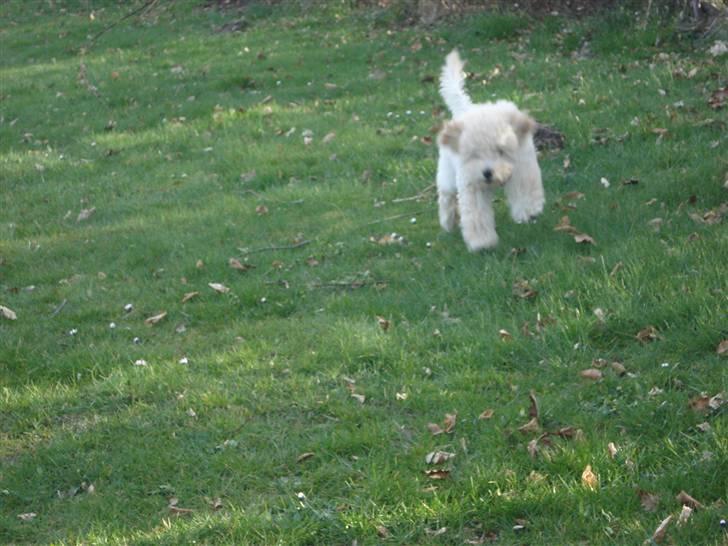 Toypuddel Tessa  billede 13