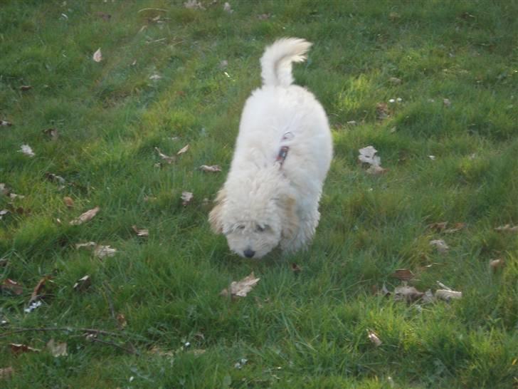 Toypuddel Tessa  - jeg er  god til at finde ting billede 14