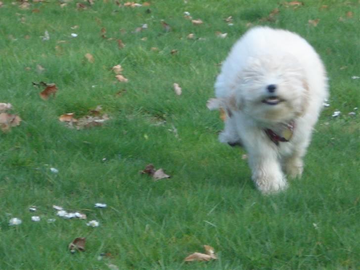 Toypuddel Tessa  - se hvor stærkt jeg kan løbe  billede 15
