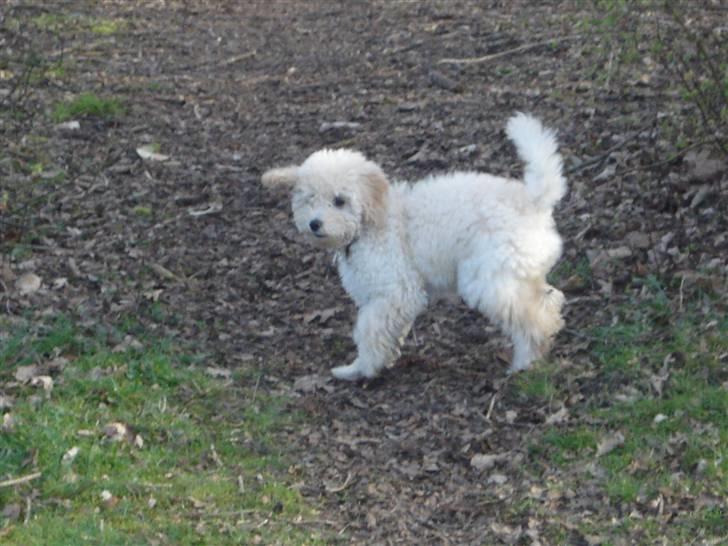 Toypuddel Tessa  - så er jeg en tur i skoven  billede 16