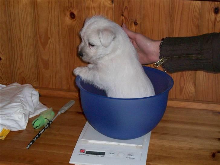 West highland white terrier TIGI - TIGI - 7 uger . Vejer 2050 gram billede 11