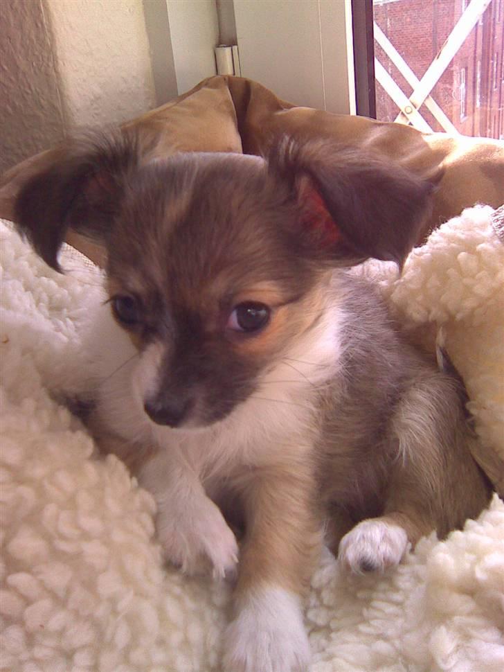 Chihuahua Carla - velkommen til Carlas profil kig jer lidt omkring billede 1