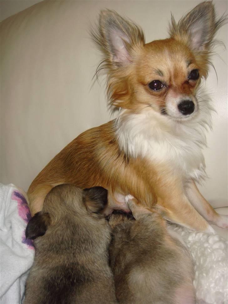 Chihuahua Carla - smager det mine små hvalpe billede 2