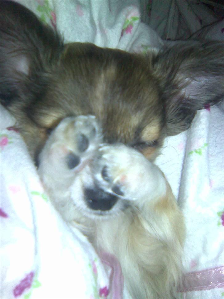 Chihuahua Carla - bøøøh billede 3