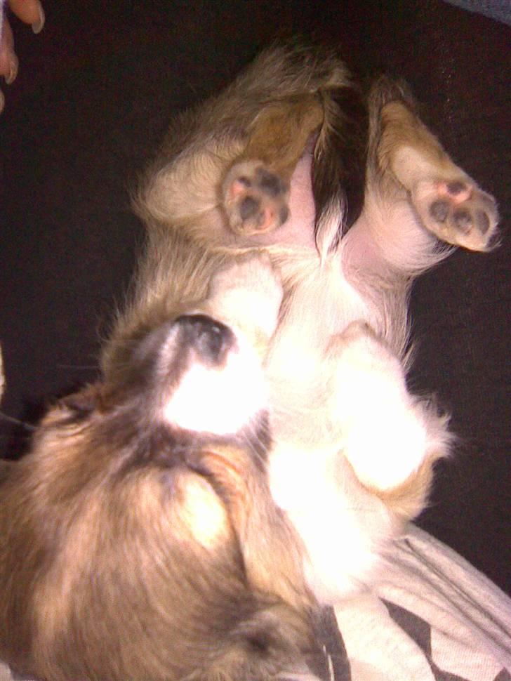 Chihuahua Carla - ZzZzZ billede 4