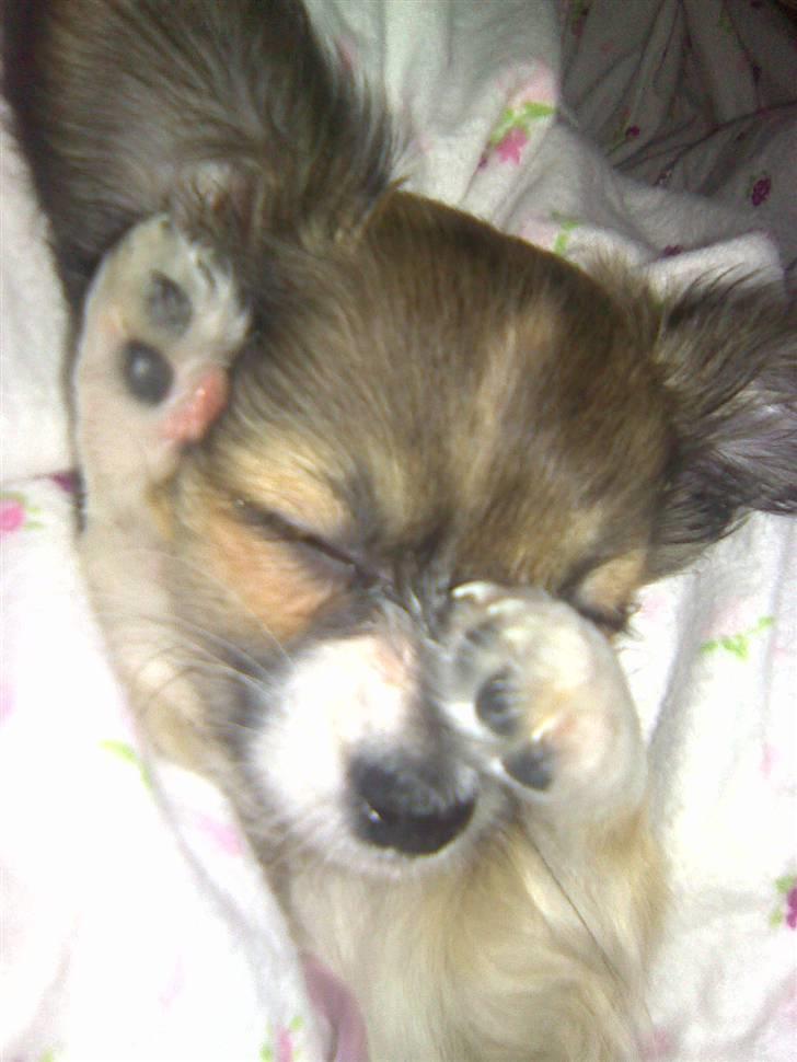 Chihuahua Carla - arhh det er godt at stække sig lidt billede 5